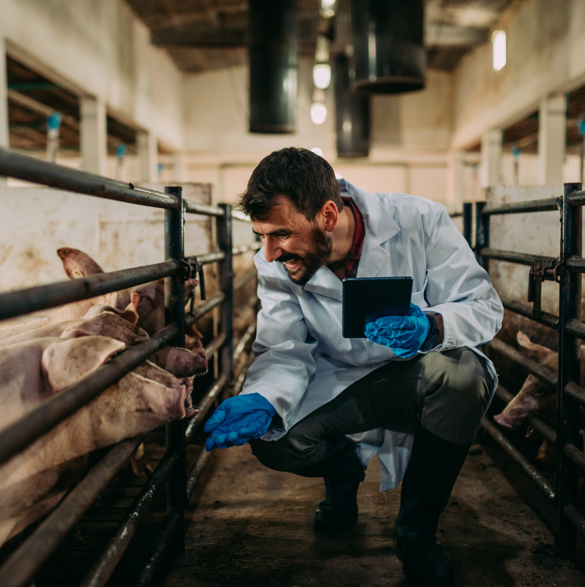 veterinarian with tablet interacting with pigs in a pen