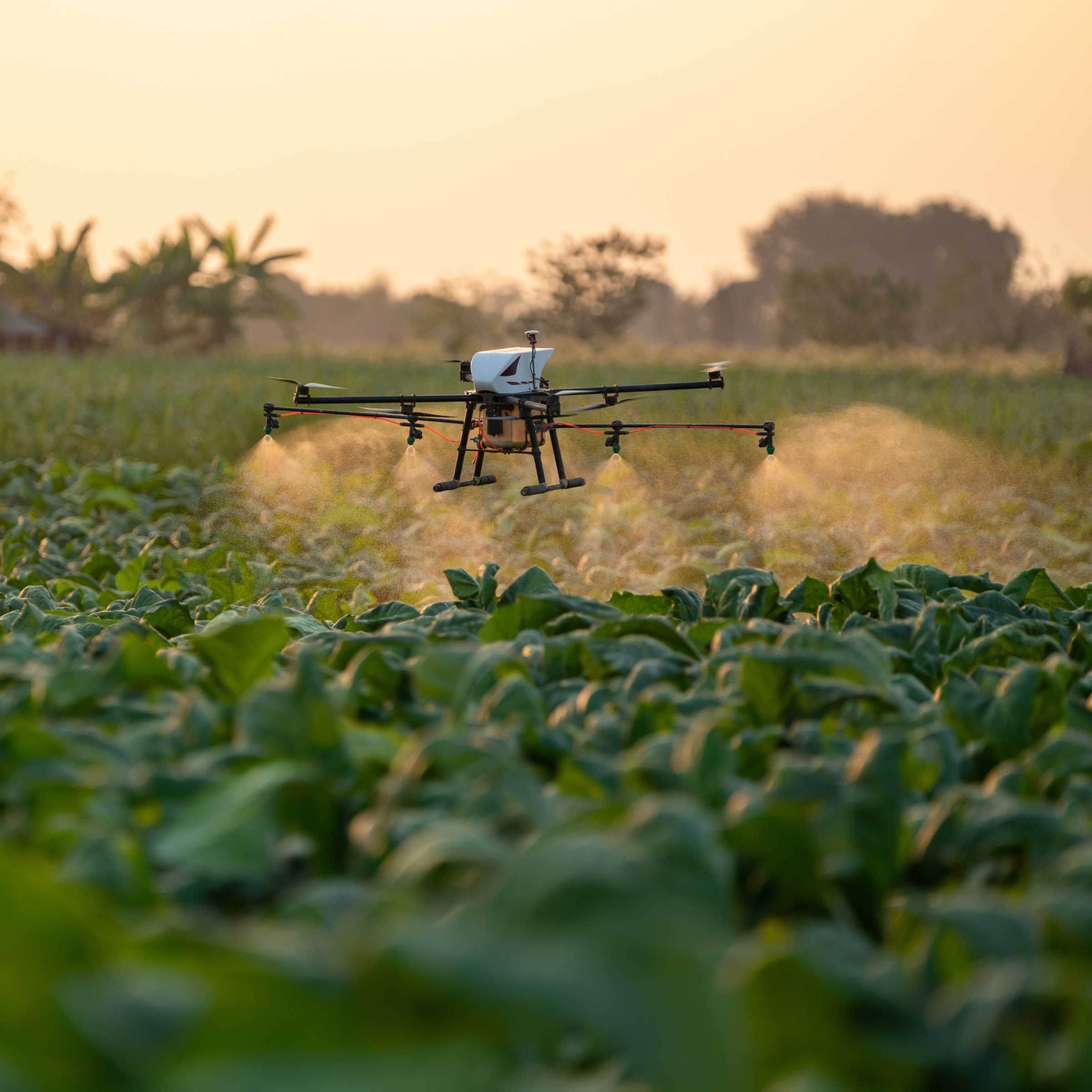 drone spraying crops in a green field at sunset